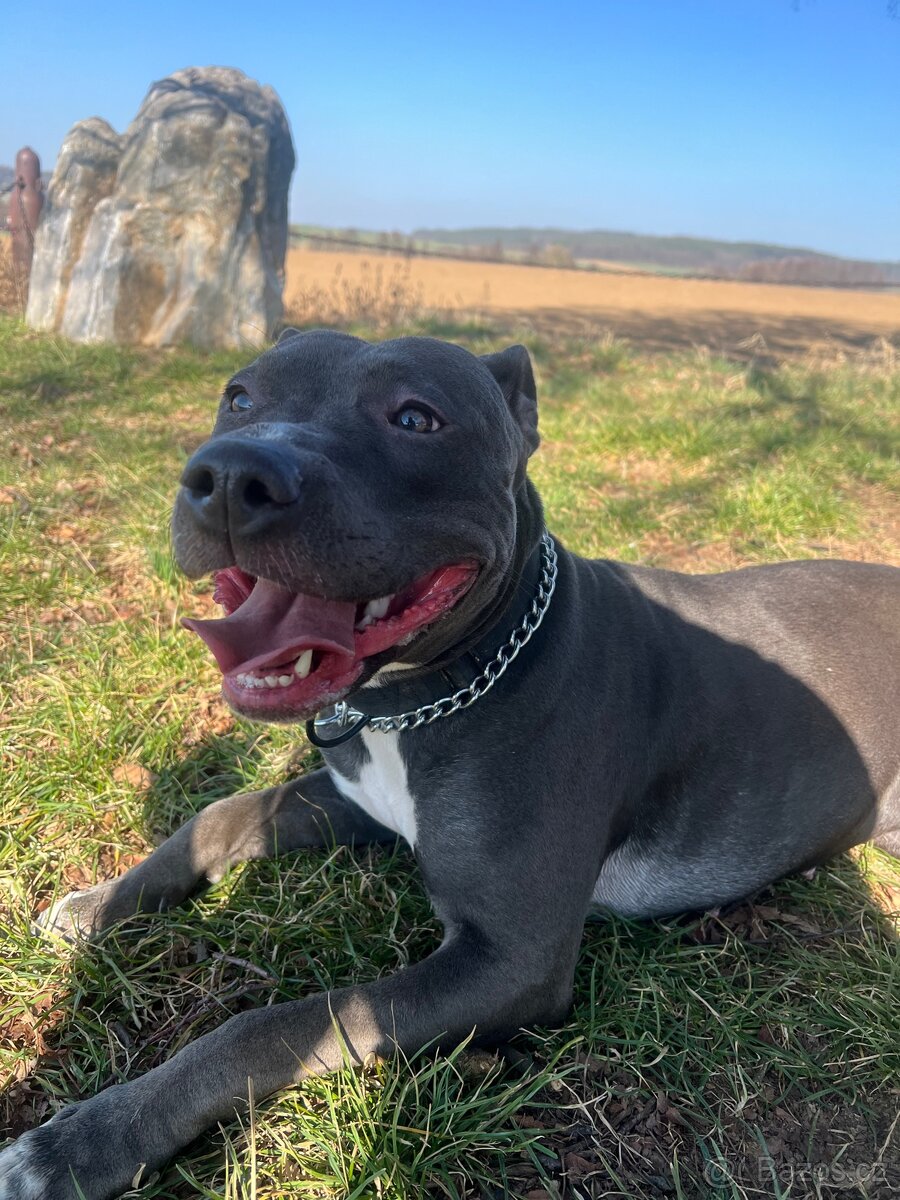 Americký Stafordširský teriér Blue (Fenka)