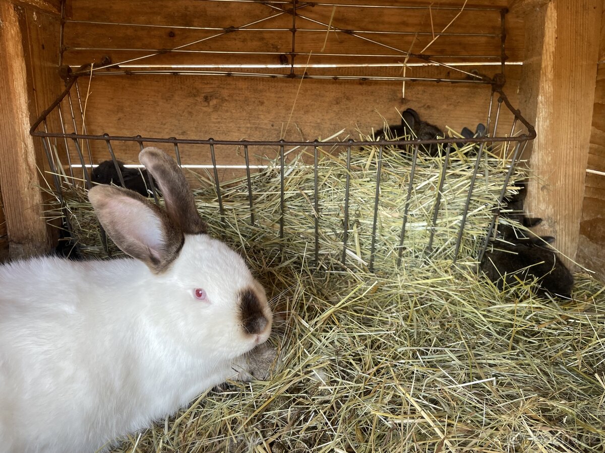 Králík , králíci -samice s mláďaty