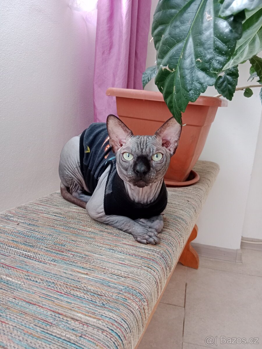 Kanadský sphynx