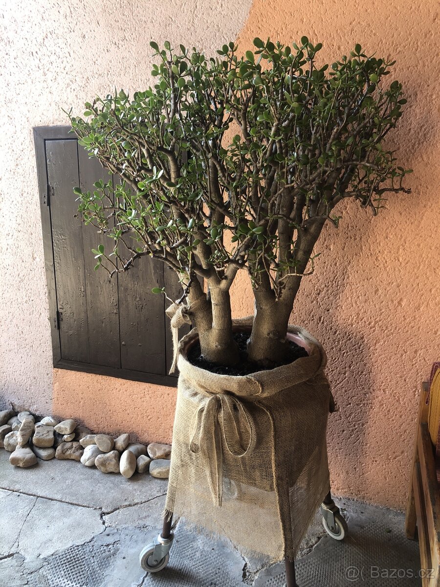 kvetina tlustice (Crassula ovata)