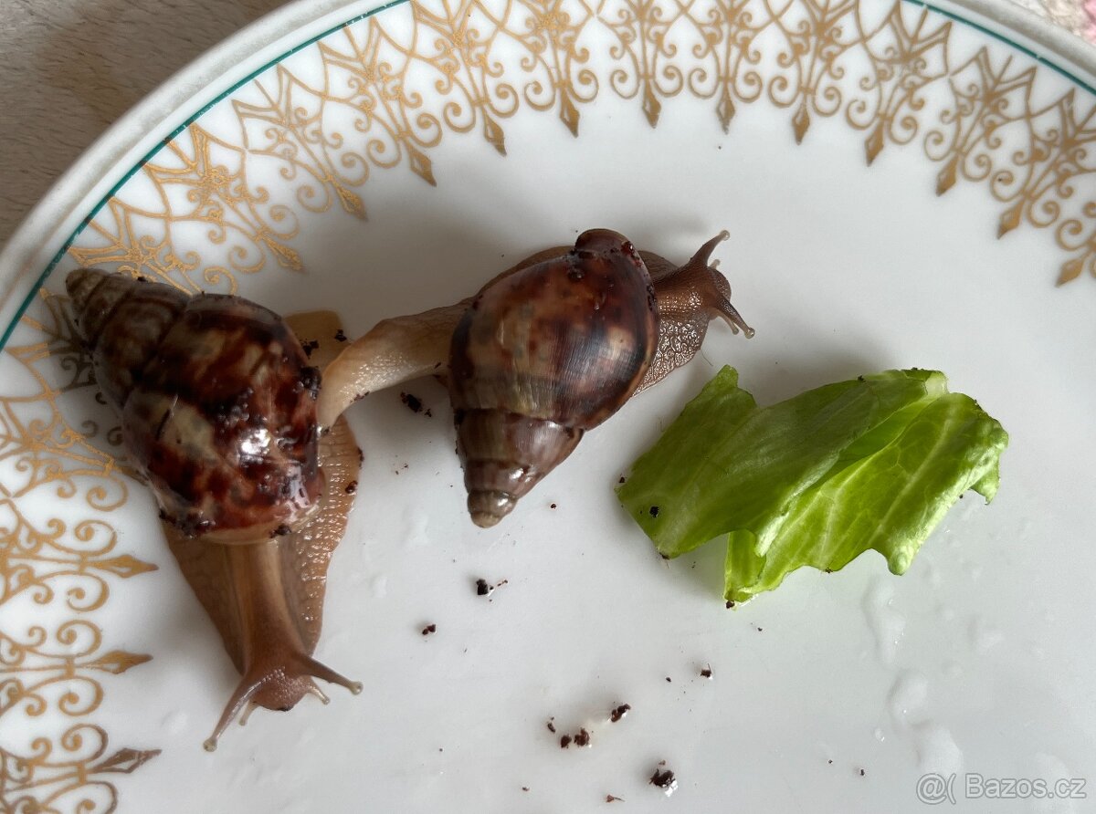 DARUJI šnečky Lissachatina Fulica