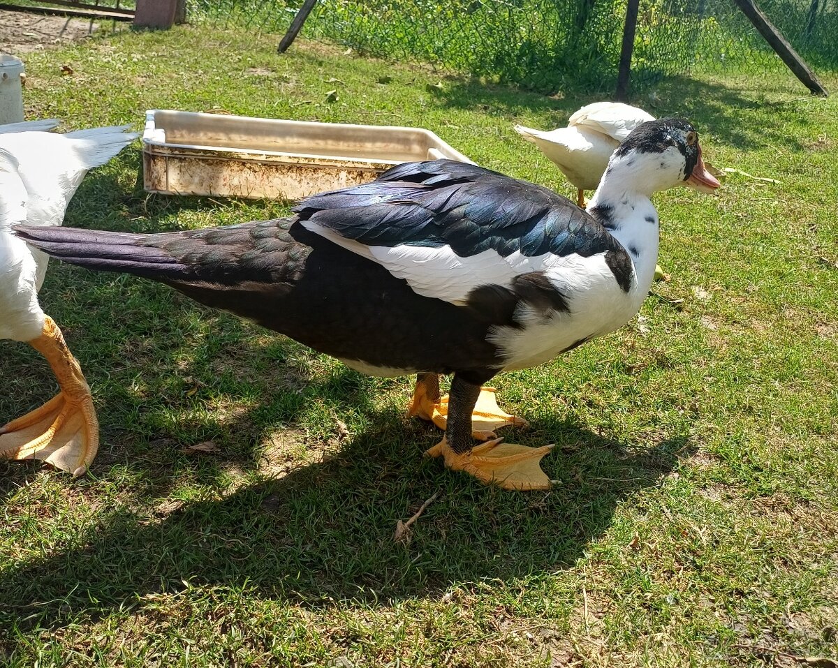 kačer pižmový