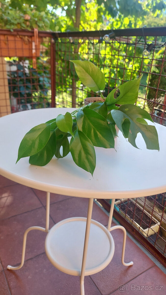 Monstera Minima
