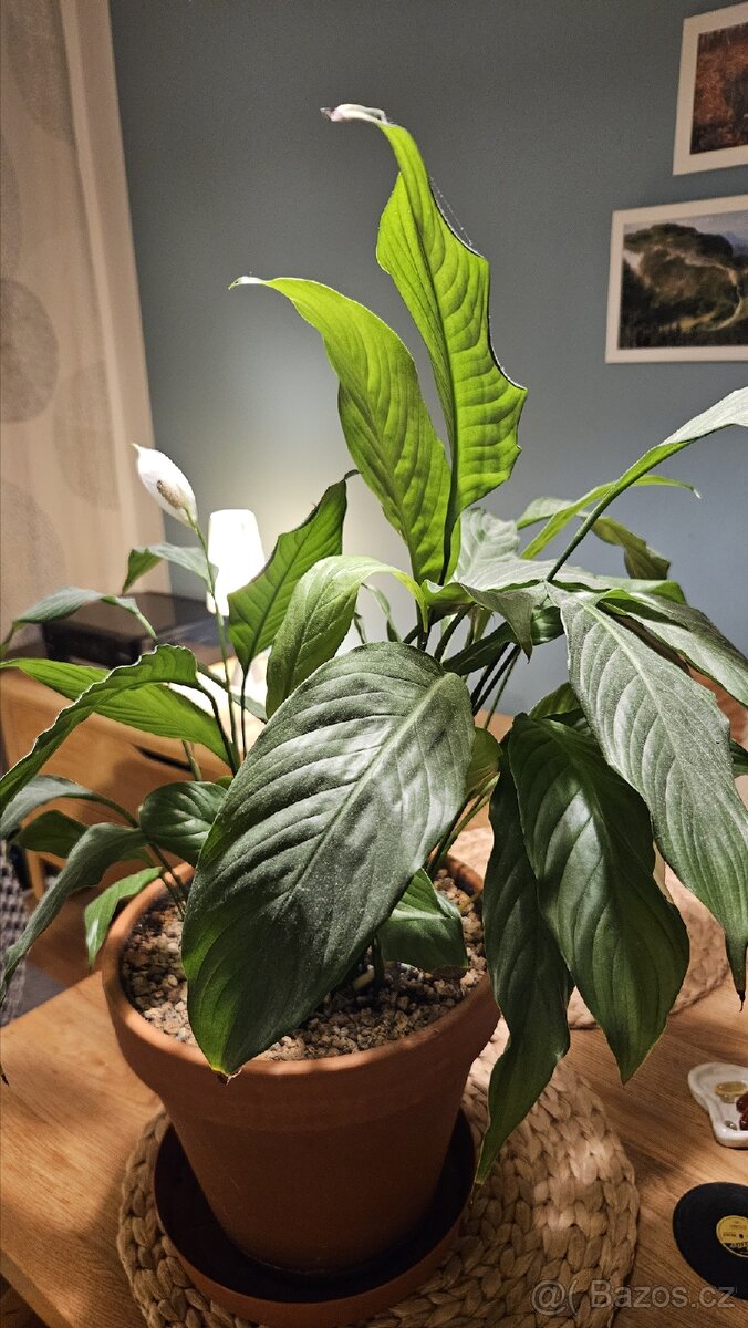 Pokova rostlina Lopatkovec Spathiphyllum