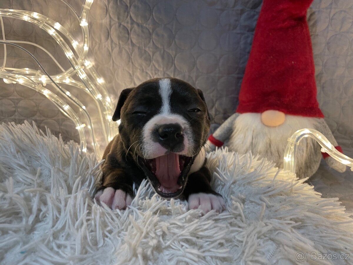 Stafordširský bullterier - štěňata s PP