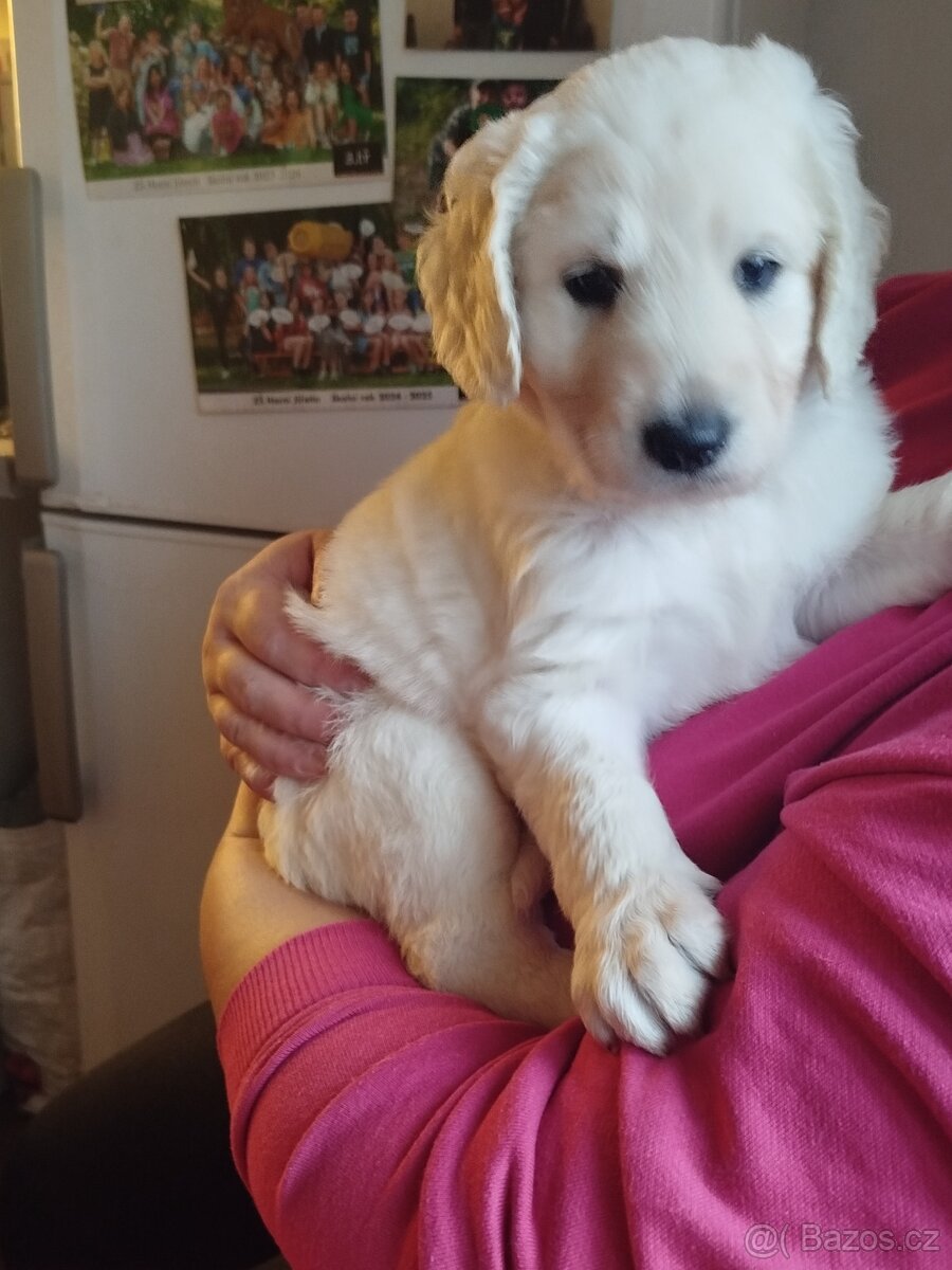 Zlatý retrívr a pudl bílí královský