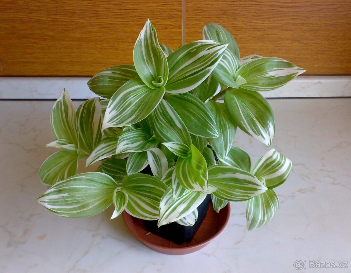 Tradescantia fluminensis „Albovittata“- zakořeněné řízky