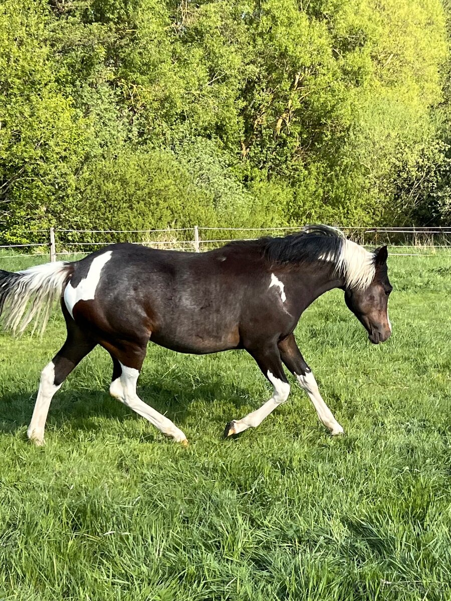DOUBLE Homozygot Paint Horse APH