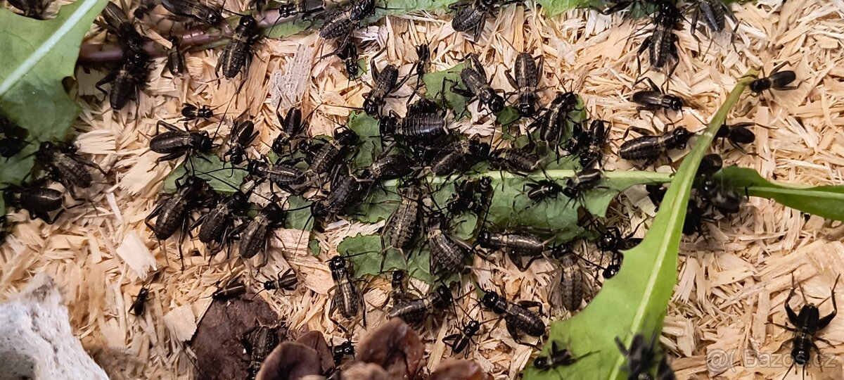 malí / středně velcí cvrčci