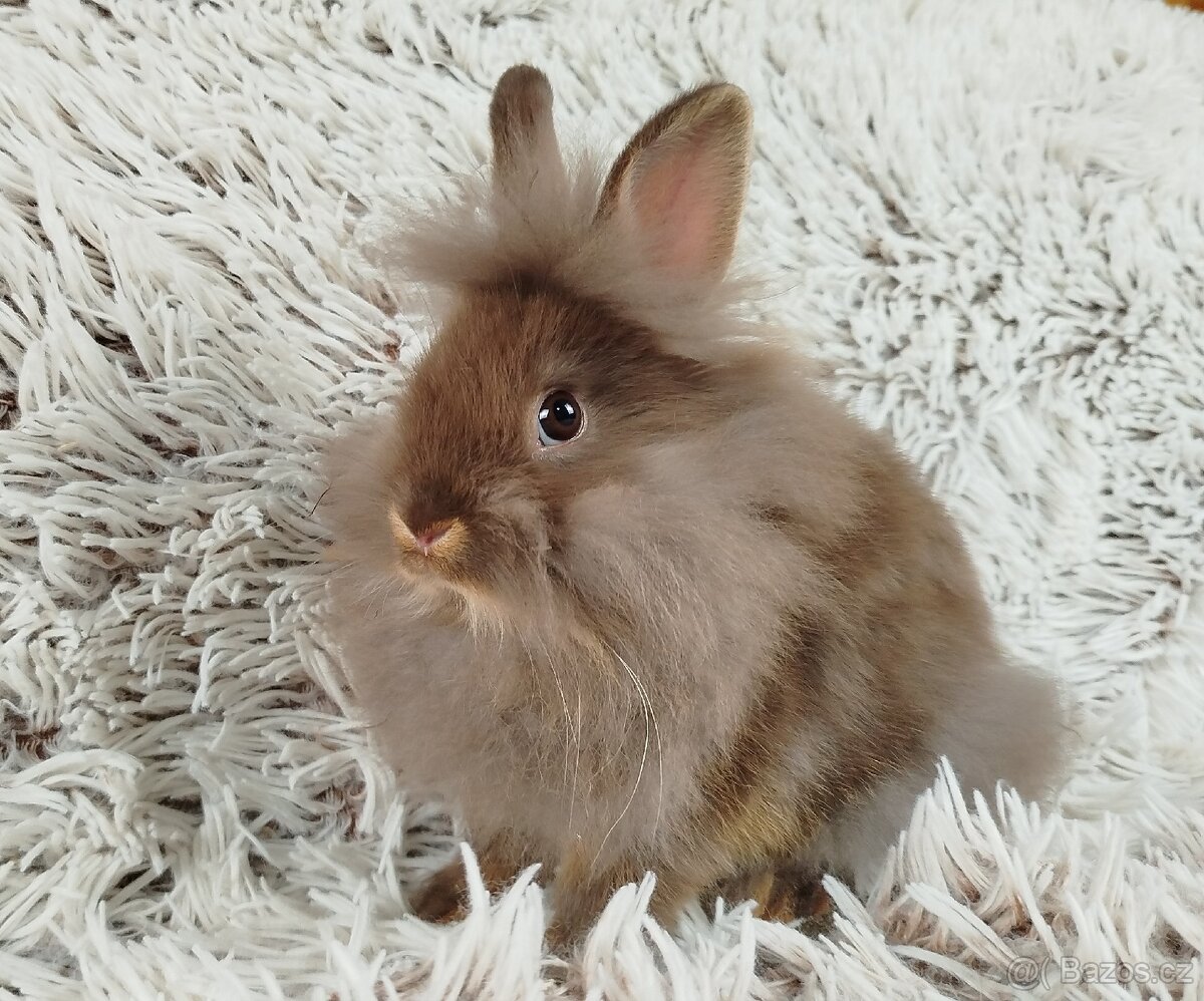 Zakrslý králíček, králík - (lvíček) - NATANIEL