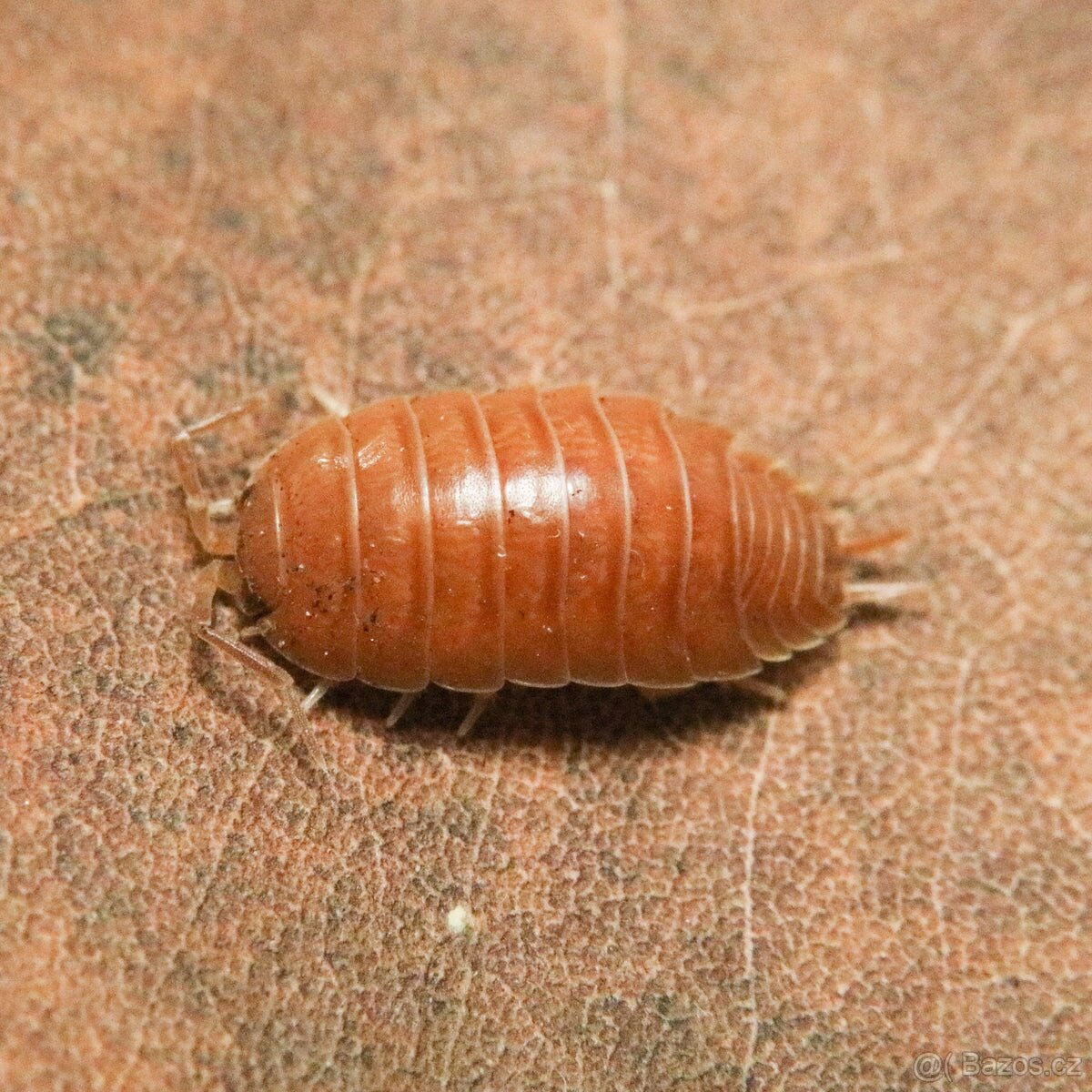 Isopod porcellio laevis orange