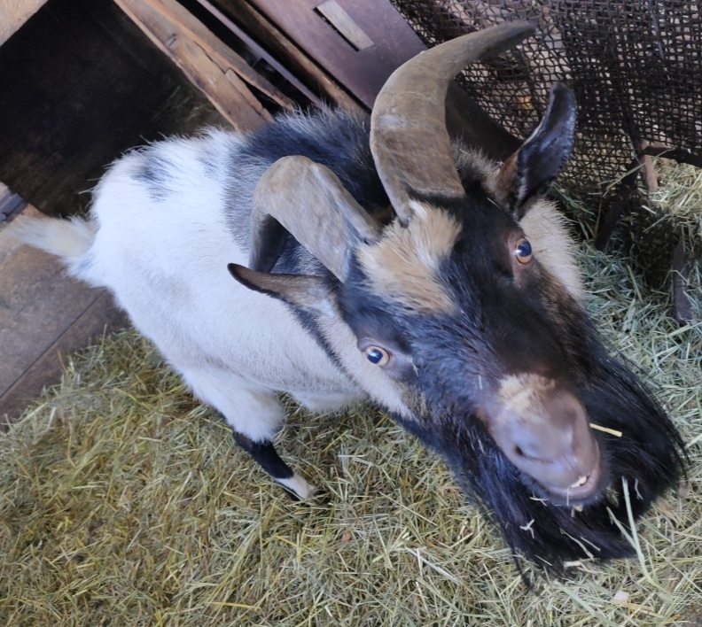 Zakrslý holandský kozel