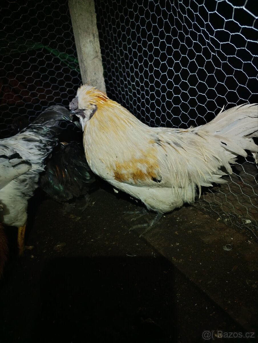 Kohouti hedvábnička Green Shell