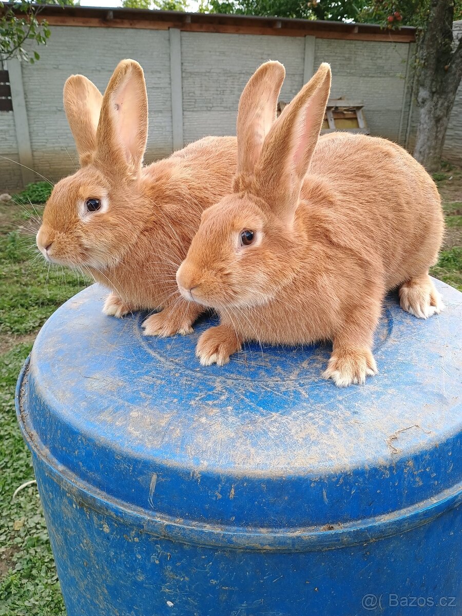 Prodám Burgundské králíky