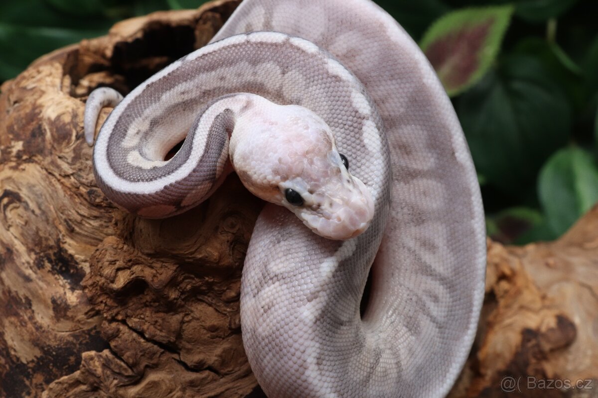 Krajta královská - samice - BP/Cinnamon Super Pastel