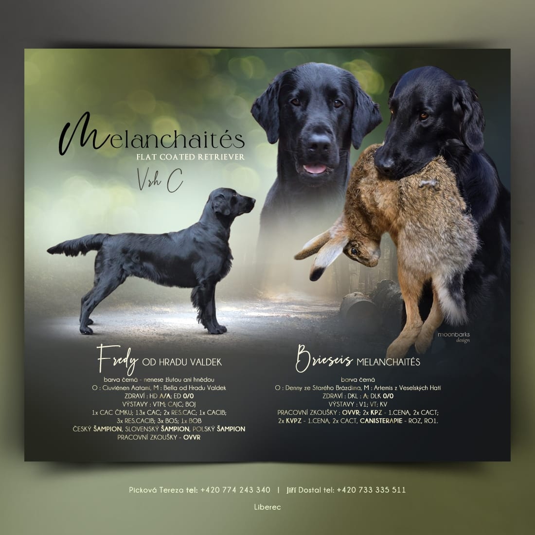 Štěňata Flat Coated Retriever