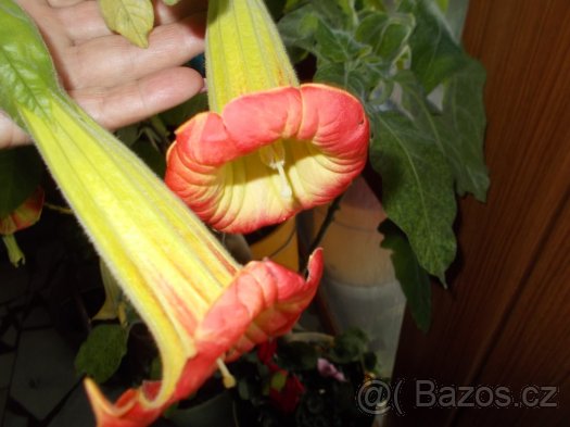 datura, durman