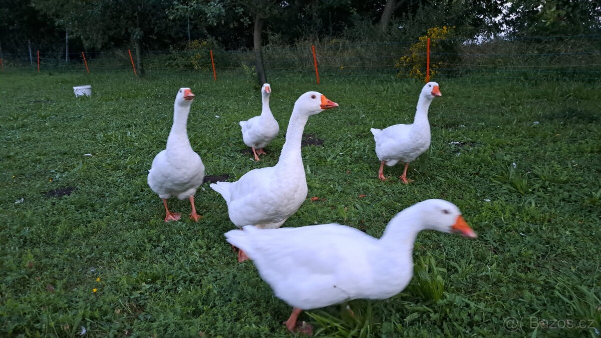 Husa česká k odběru