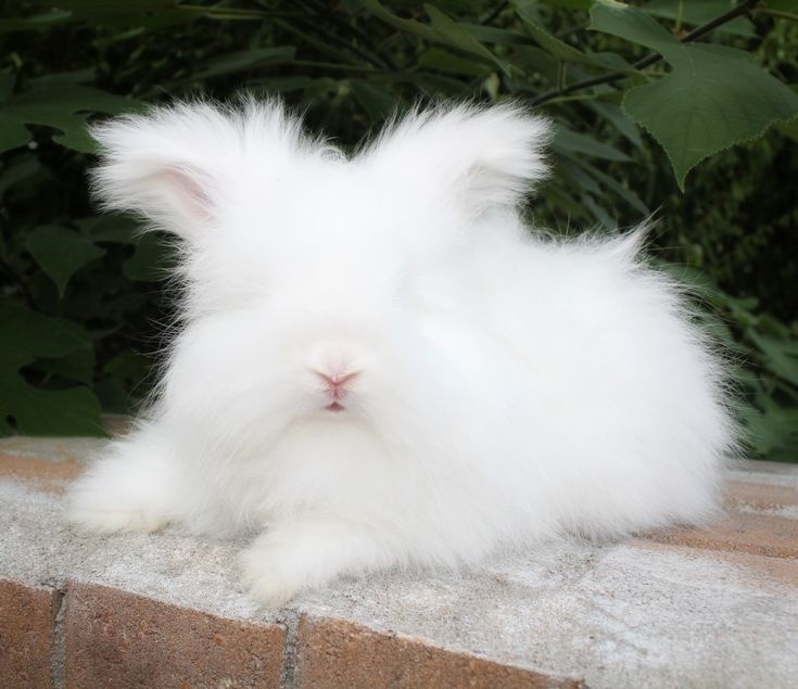 Anglická angora