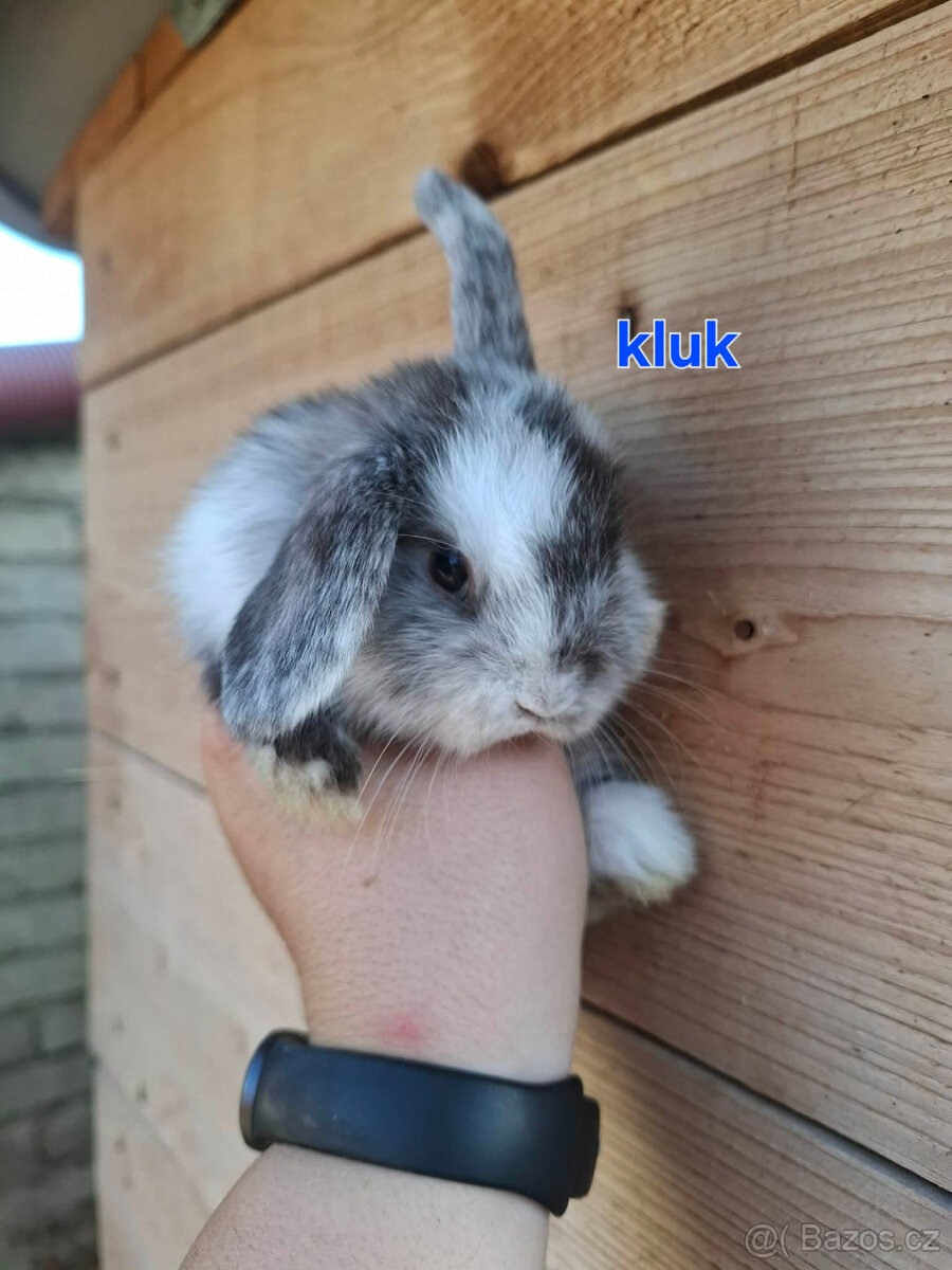 Zakrslý králík - beránek