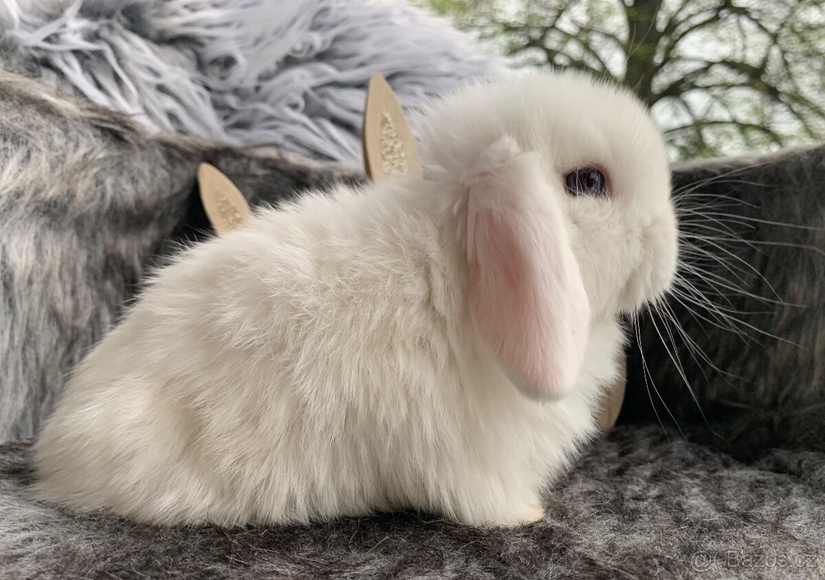 ⭐️❤️Minilop Kralicek Beránek k rezervaci