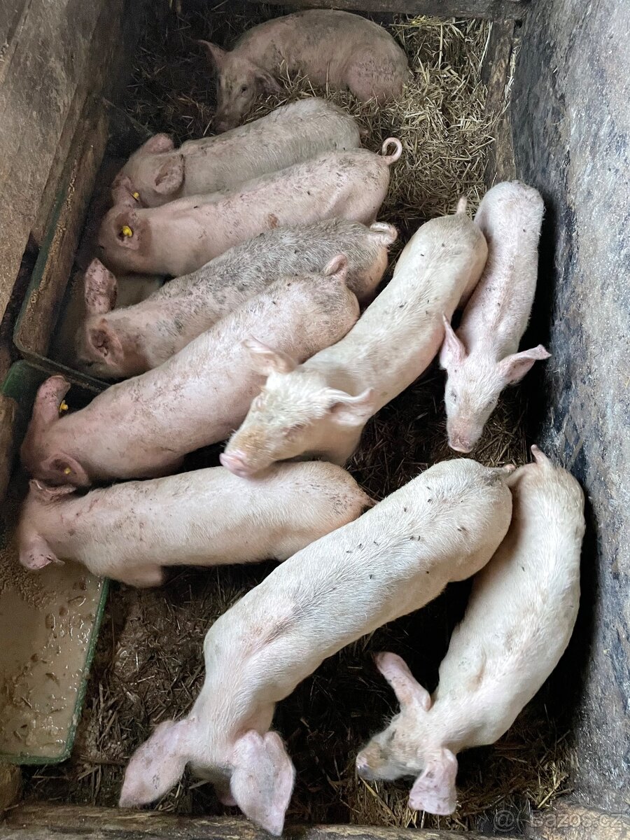 Prodám masná neduživá selata