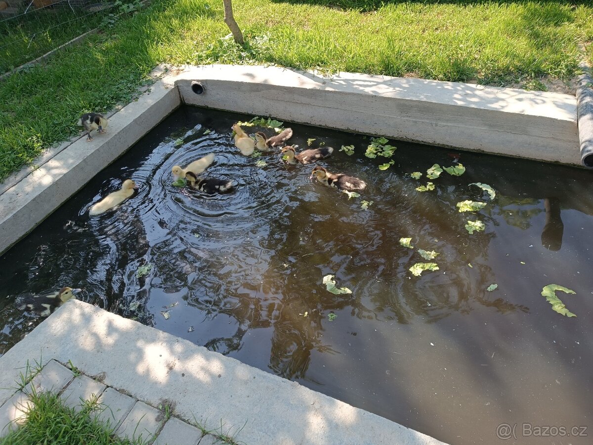 Káčata