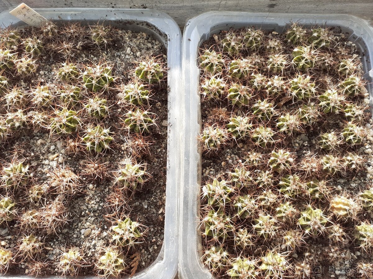 Meocactus