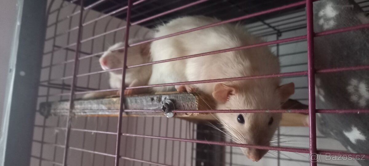 Potkani Dumbo ochočení