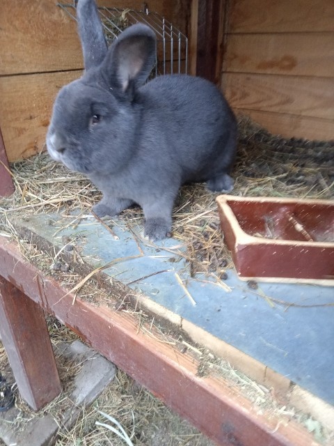 Vídeňský modrý - Rodokmen