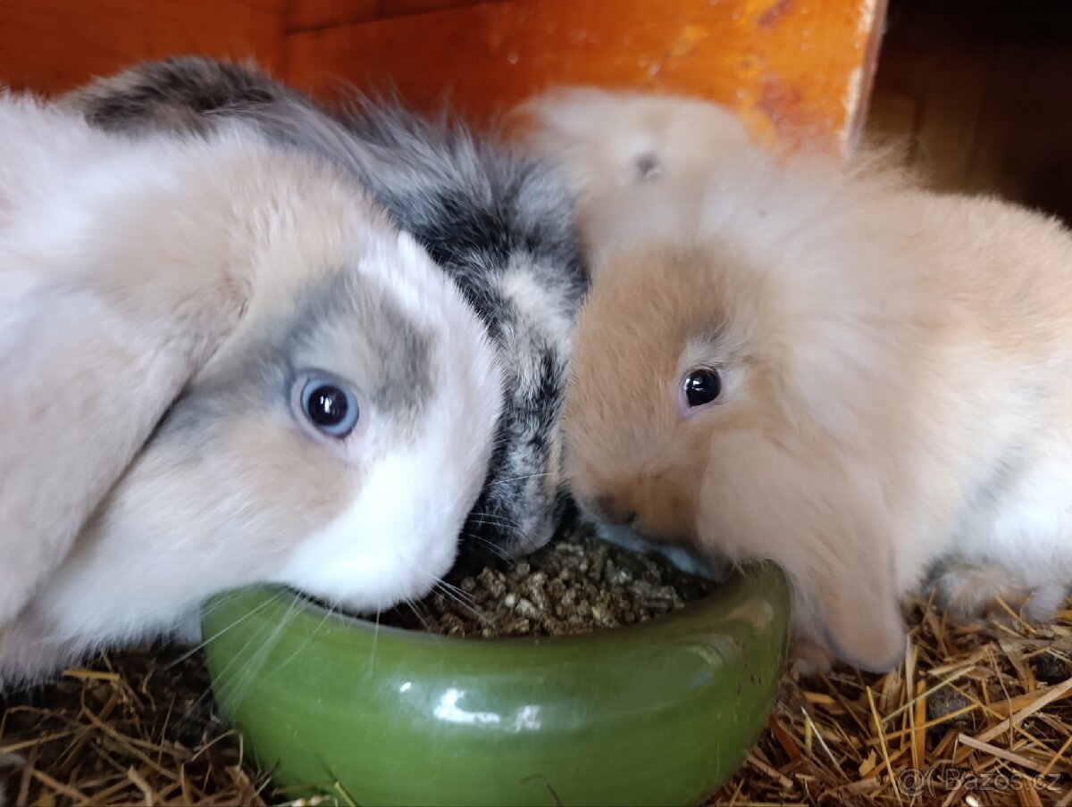 Zakrslí králíčci, lvíček, minilop