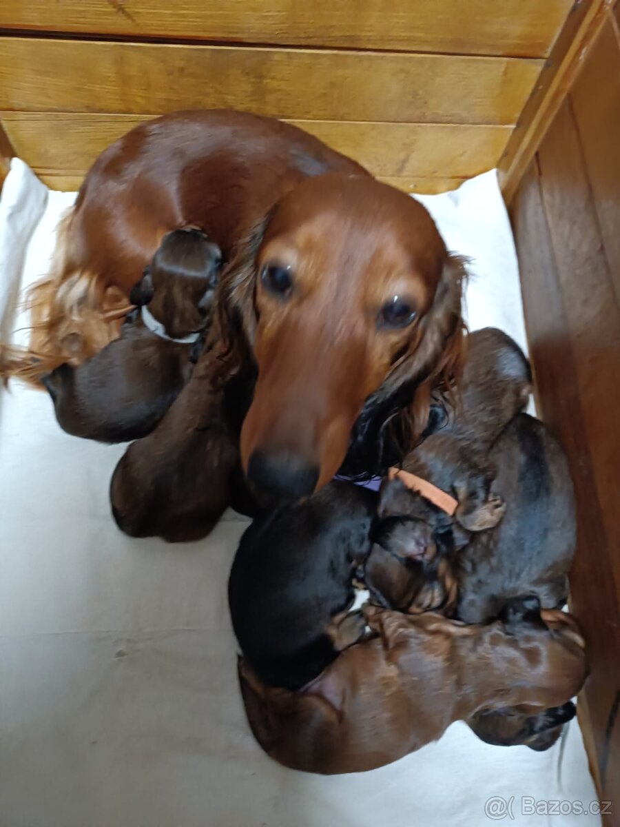 Prodám štěňátka jezevčíka trpasličího/králičího s PP