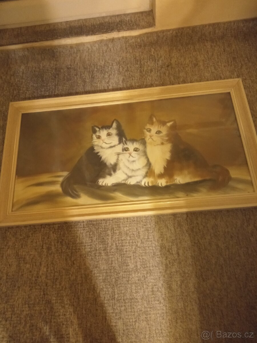 Obraz kočky