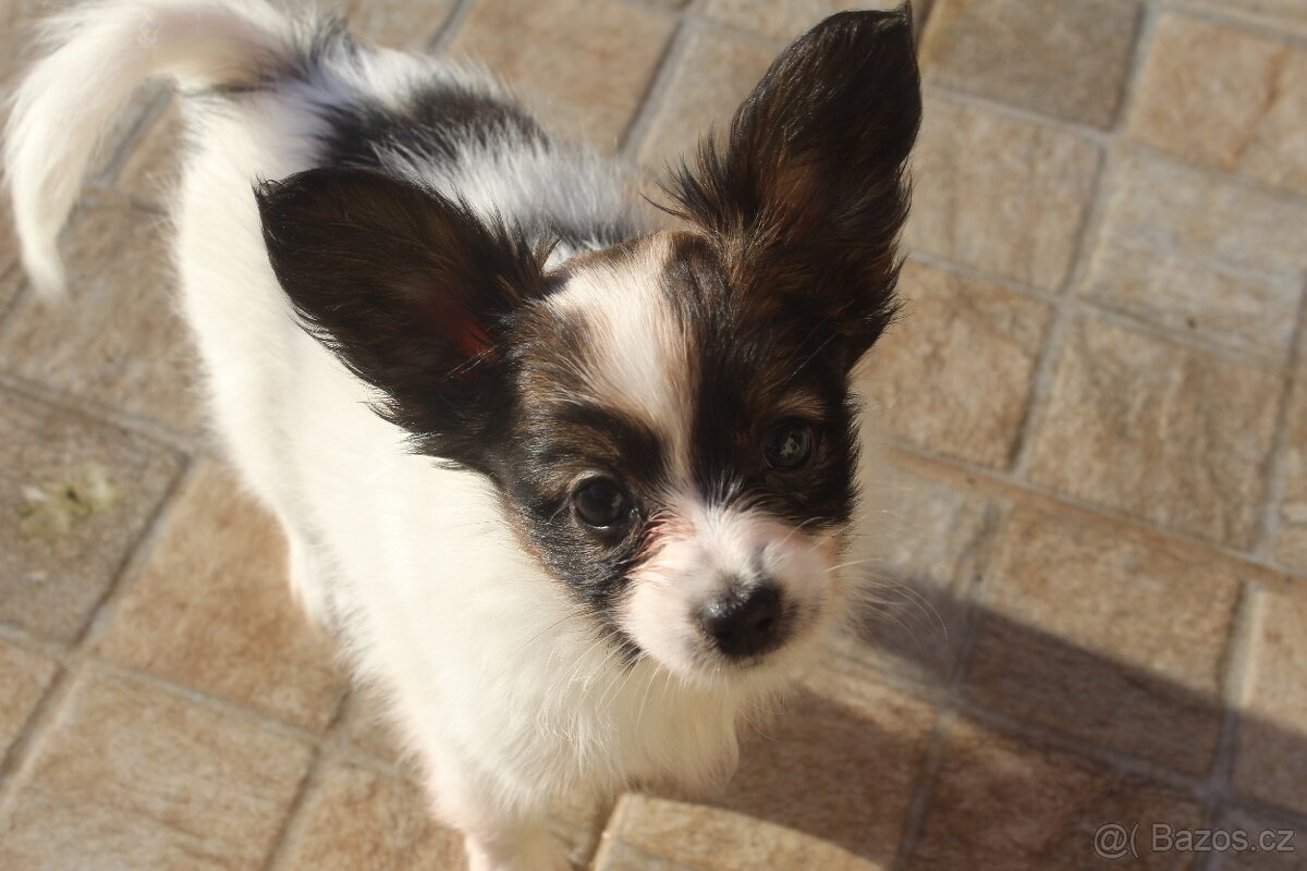Papillon - pejsci s PP