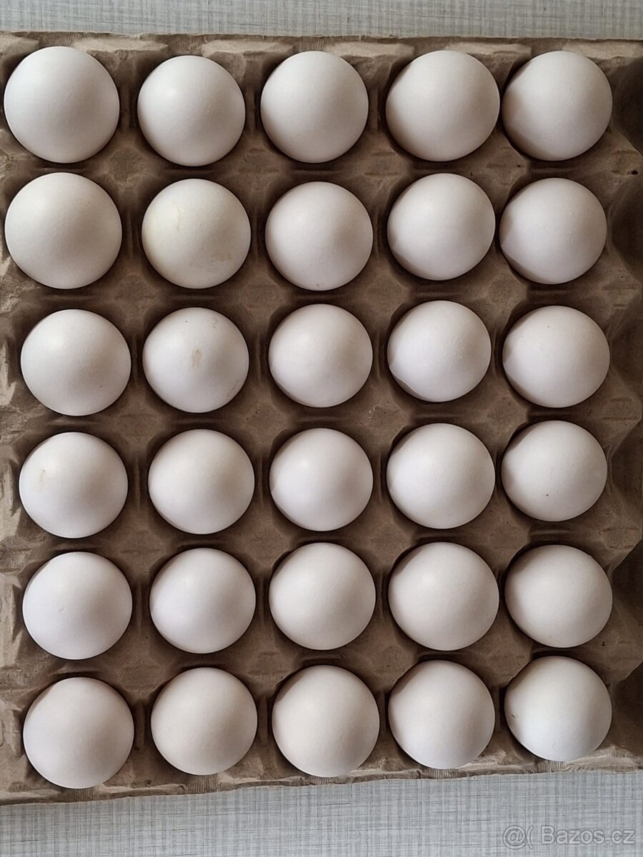 Násadová vejce Leghorn