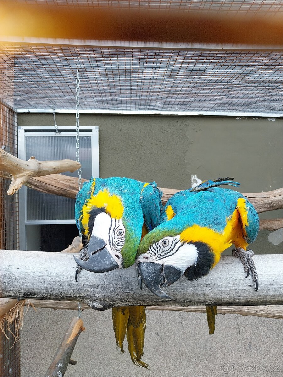Ara ararauna