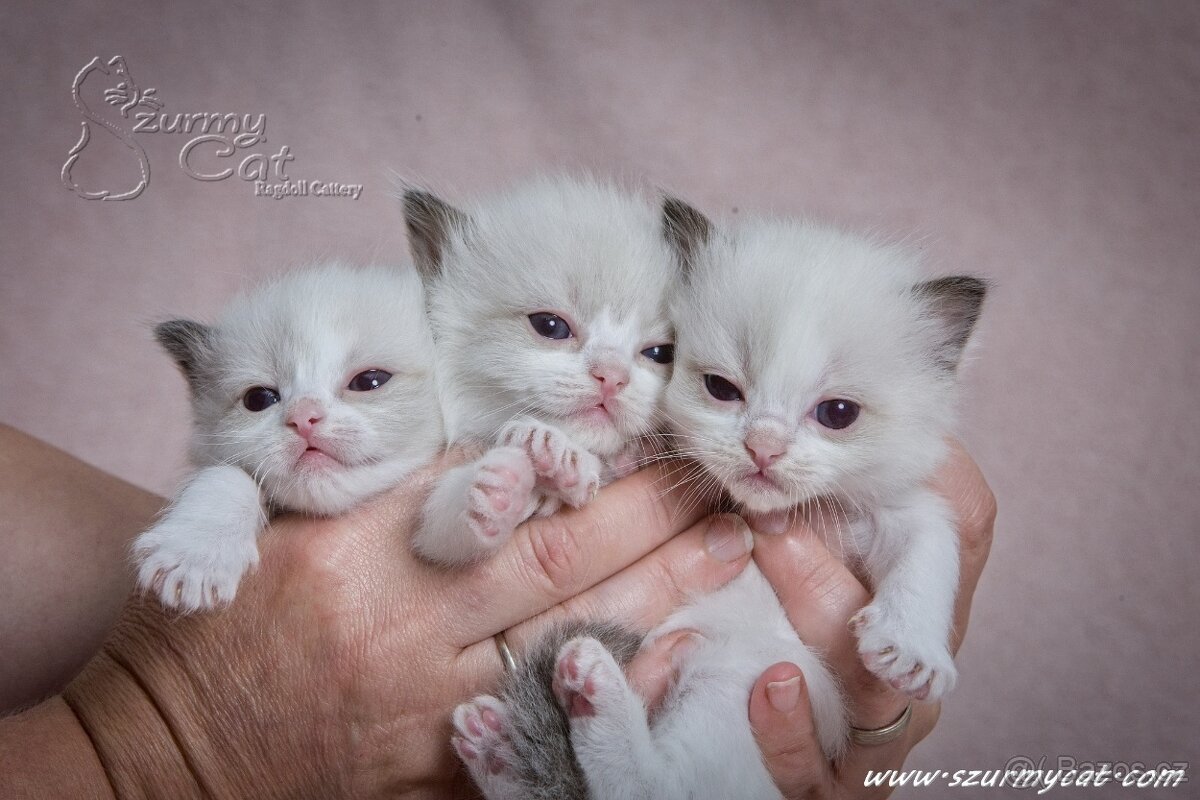 Ragdoll koťátka -  kocourek s PP