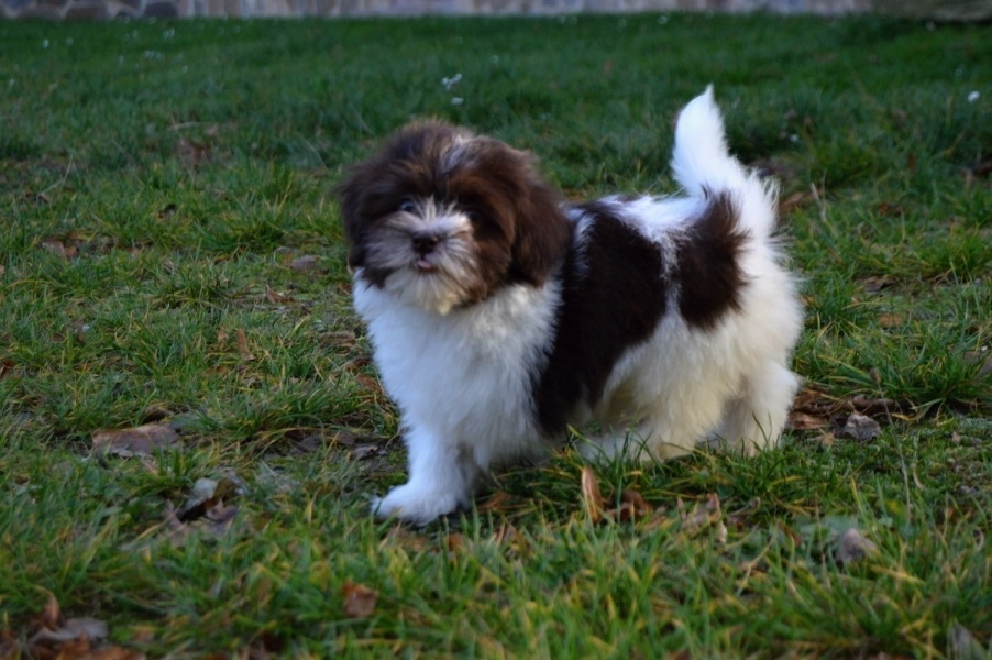 Havanský psík s PP