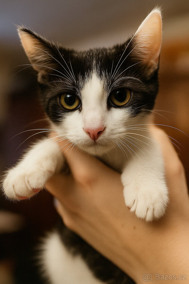 Koťata Kotátka - 2 měsíční (+ mámy)