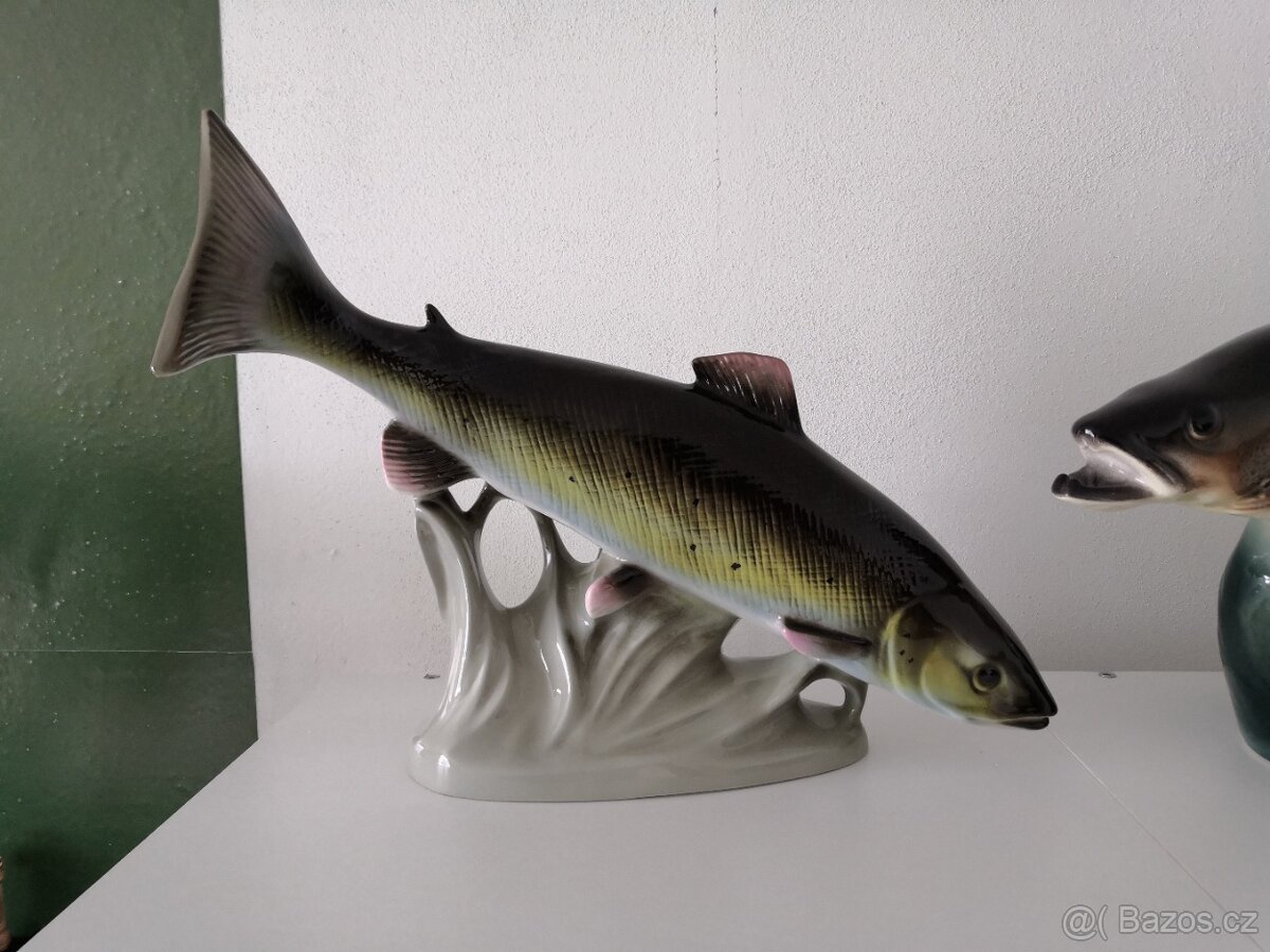 Ryby royal dux, jihokera