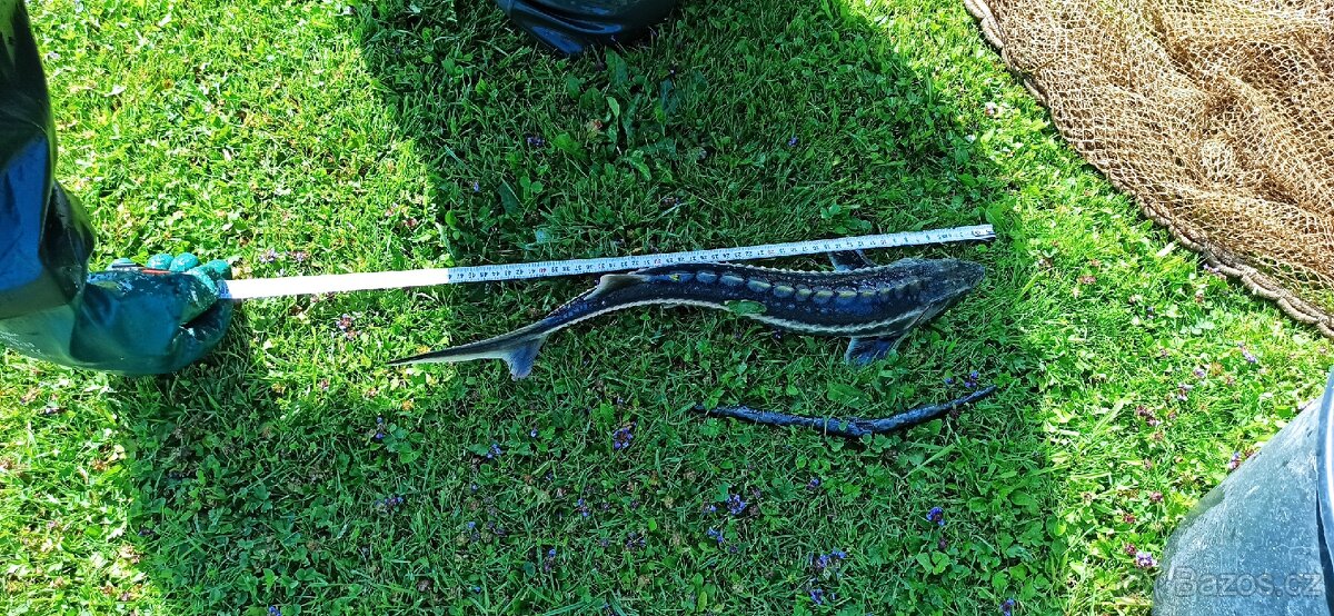 Jeseter Ruský a Sibiřský