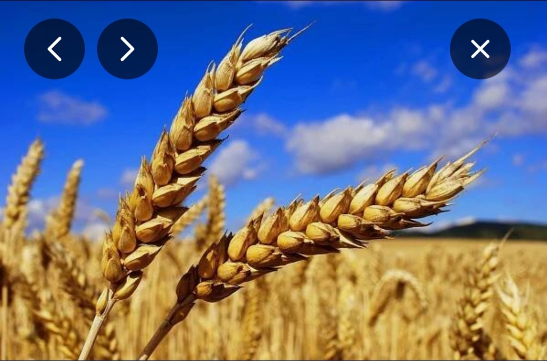 Pšenice vyčištěná