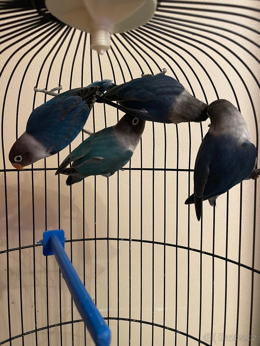 agapornis fischeri