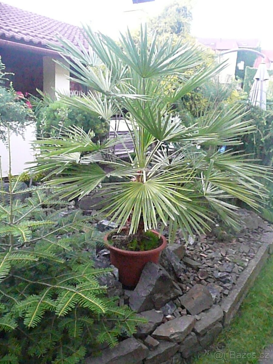 Palmy