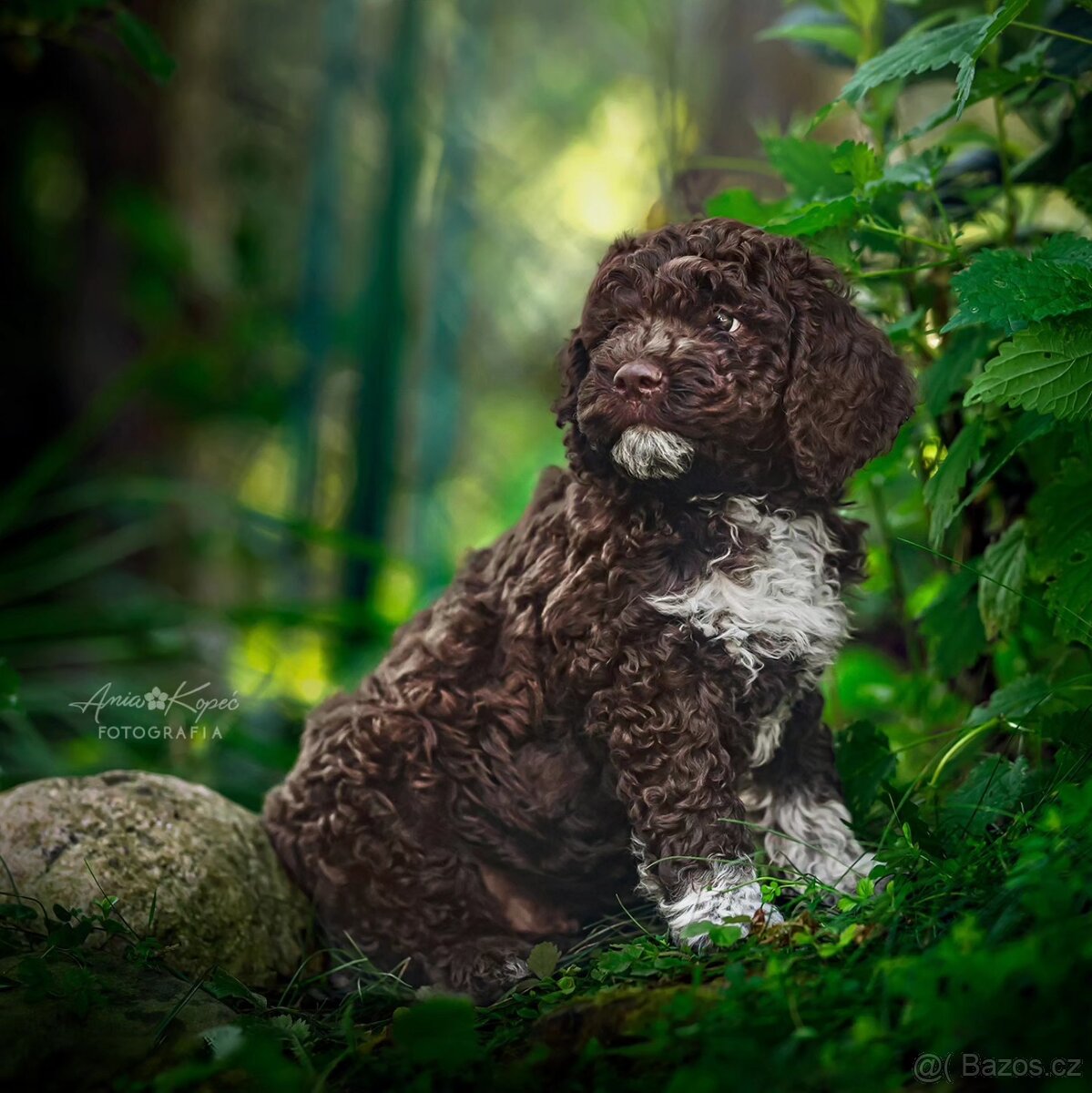 Lagotto romagnolo s PP FCI