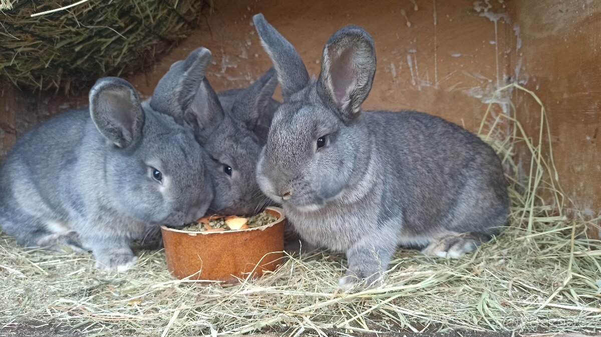 Králík do chovu