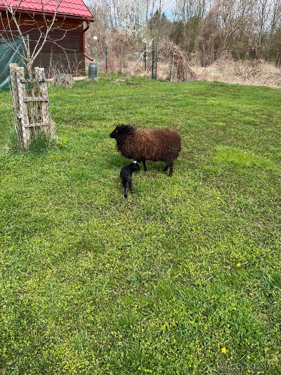 Quessantská (Ouessanská) ovce