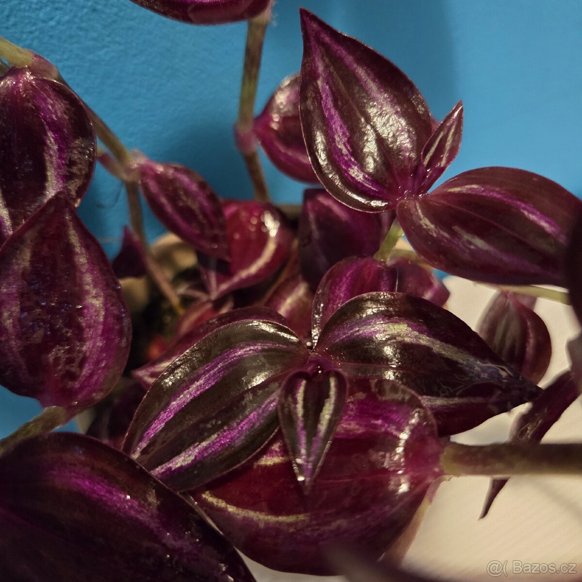 Tradescantia Zebrina tmavá