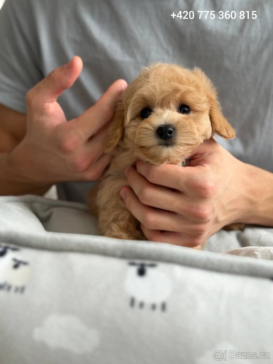 Maltipoo pejsek f1 standard