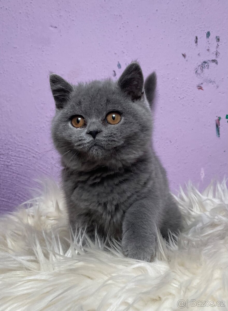Britská modrá krátkosrstá s pp